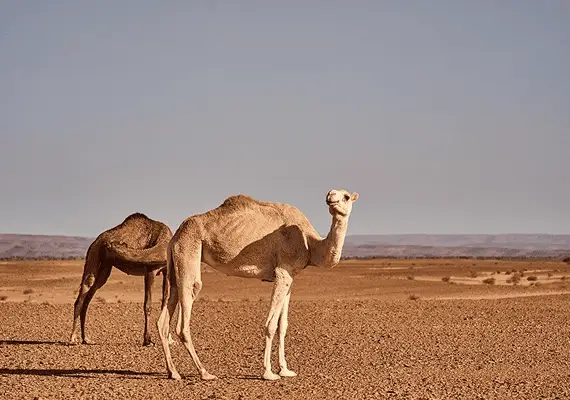 Caravane de dromadaires traversant les dunes du Sahara lors d'une excursion à Dakhla avec Riding Kite Morocco.